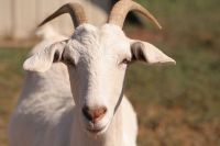 Памятка населению:  оспа коз и овец
